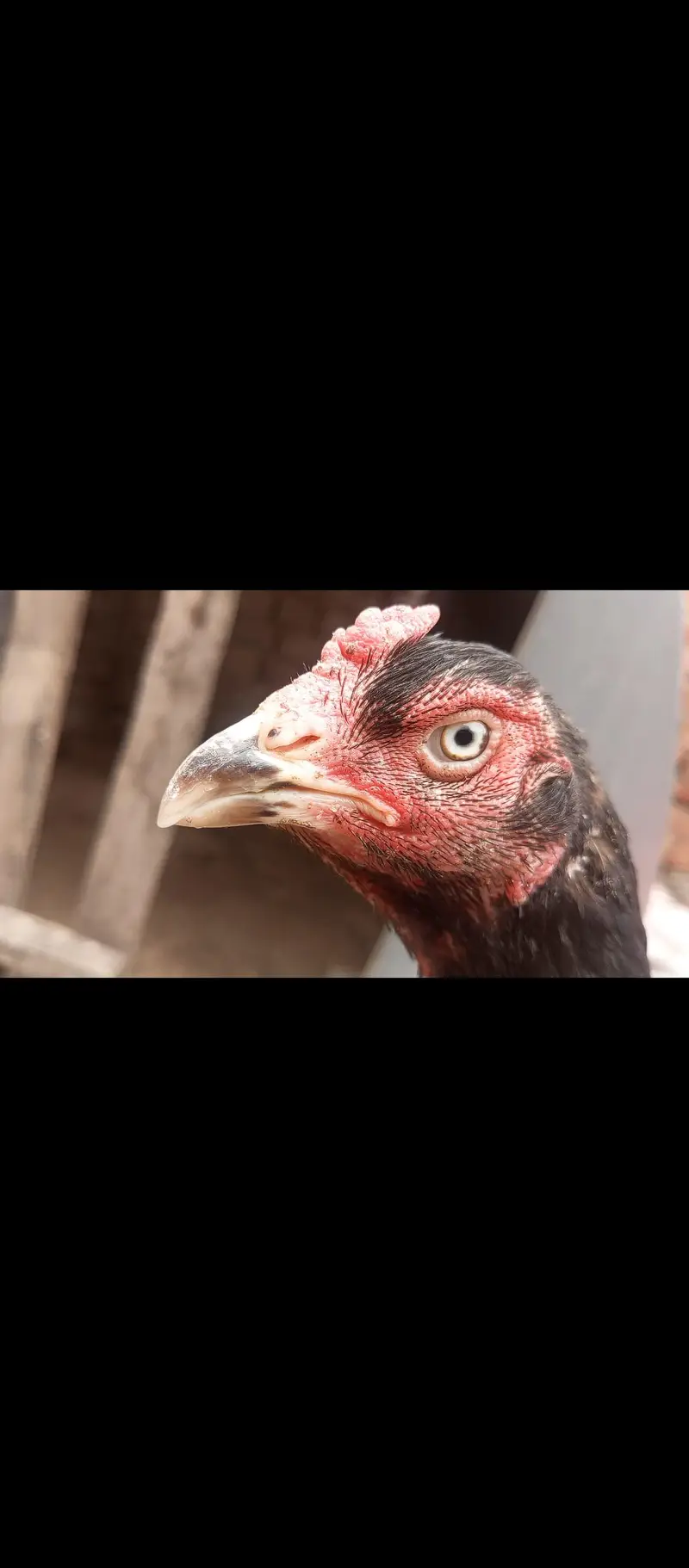 kamalya + lassani Breed male with female for sale — photo 9