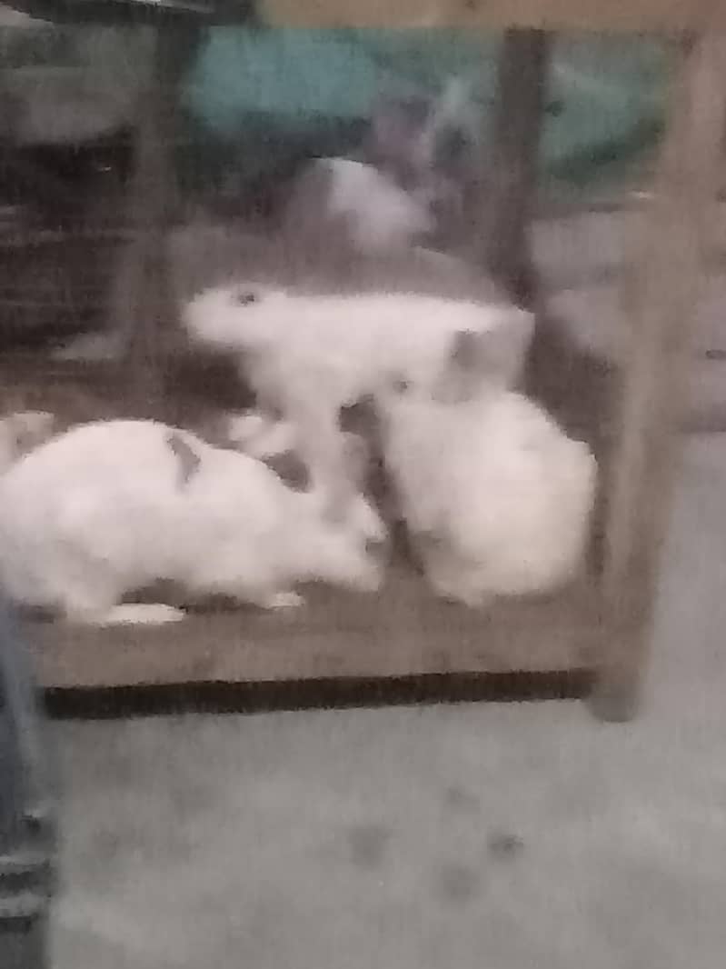 Rabbits 0