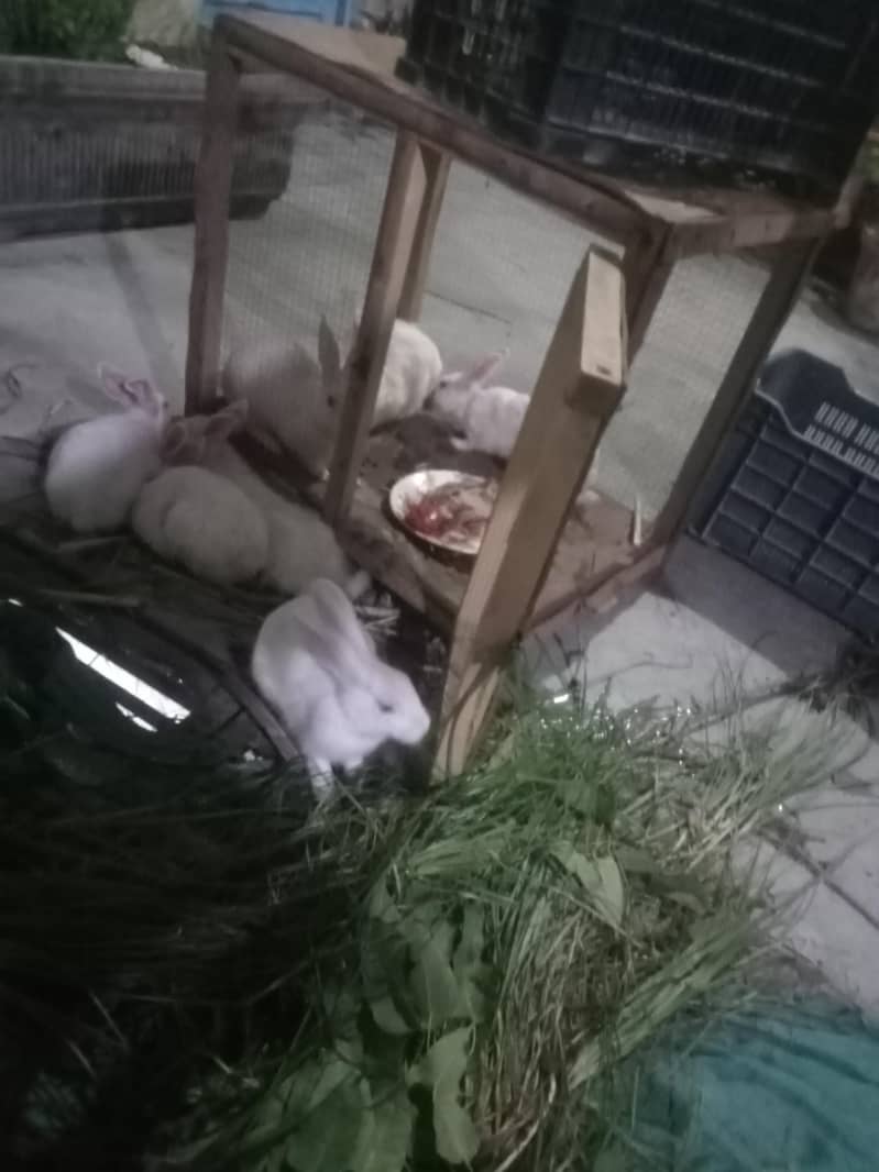 Rabbits 1