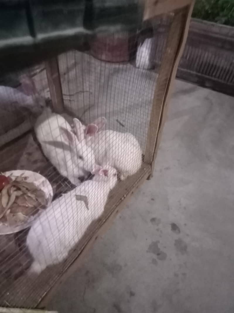 Rabbits 2