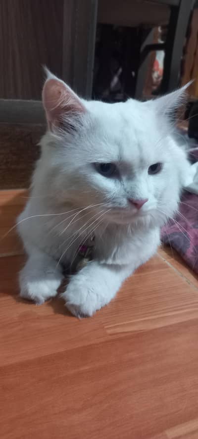 persian