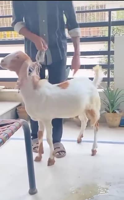 Bakra 2 Dant Healthy & Active