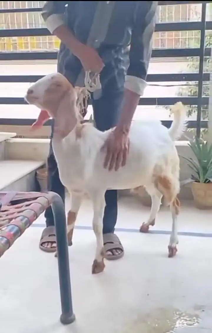 Bakra 2 Dant Healthy & Active — photo 2