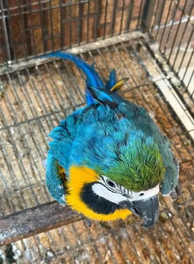 blue Macau parrot checks for sale0346%2738%809