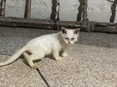 doll face white persian cat with blue eyes