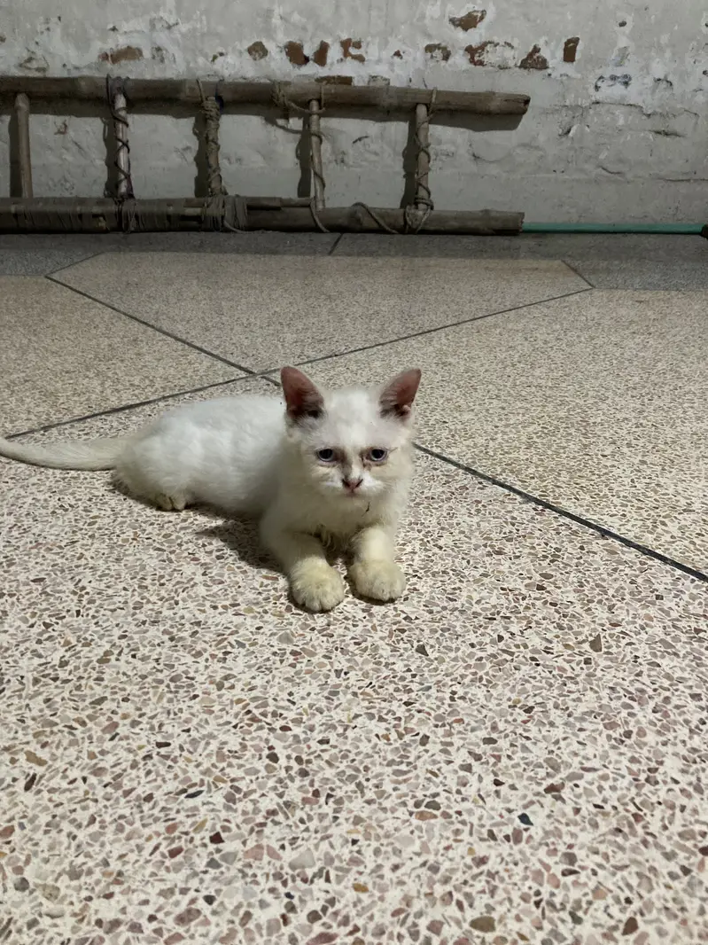 doll face white persian cat with blue eyes — photo 2