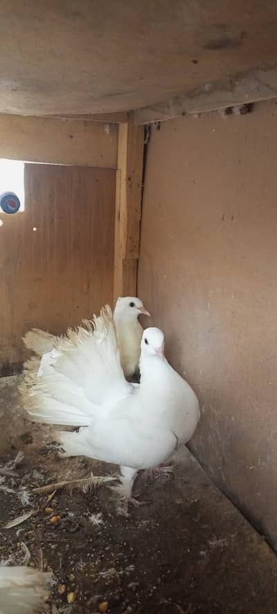 pure white Lucky pegion