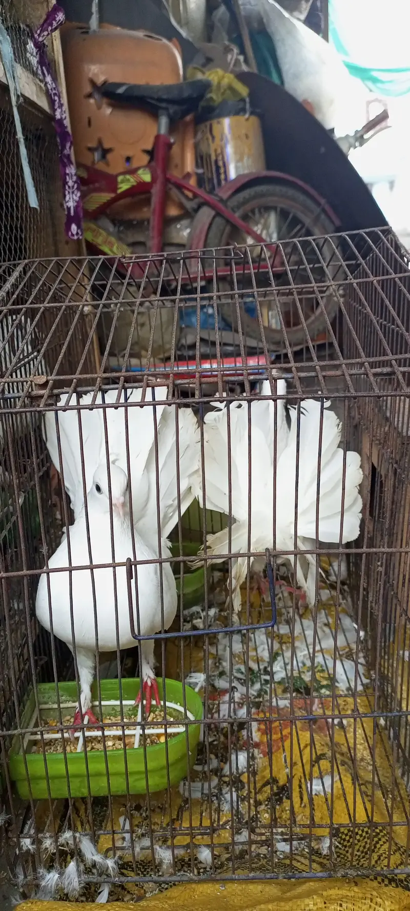 pure white Lucky pegion — photo 2