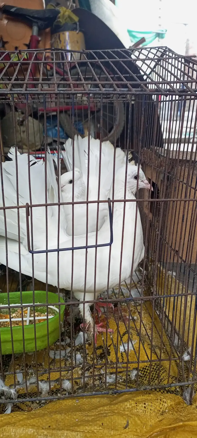 pure white Lucky pegion — photo 3