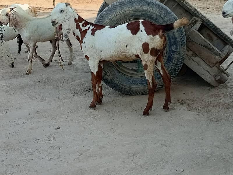 Goats  0