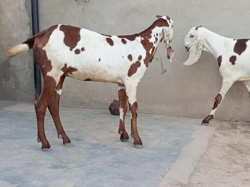 Goats  — photo 2