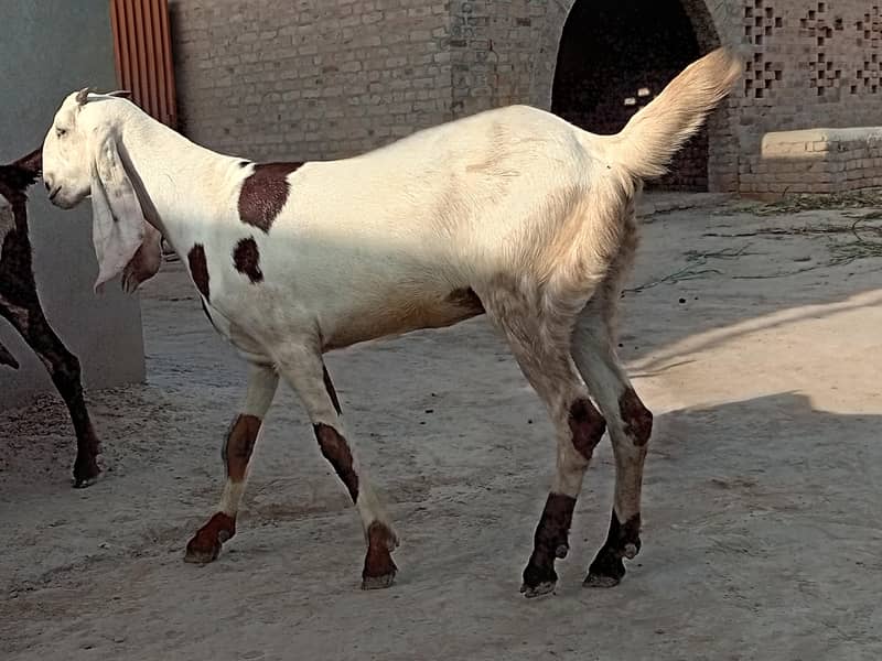 Goats  2