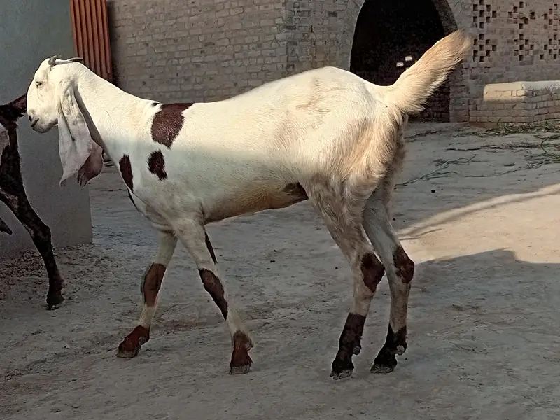 Goats  — photo 3