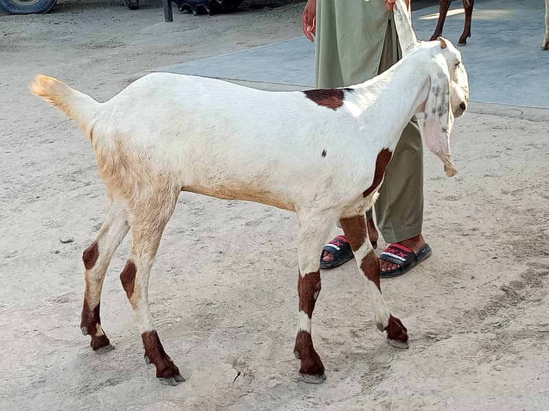 Goats  3