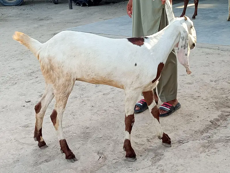 Goats  — photo 4