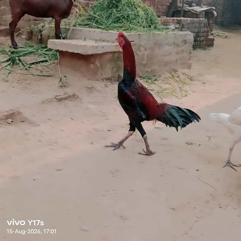 جاوا اسیل 4