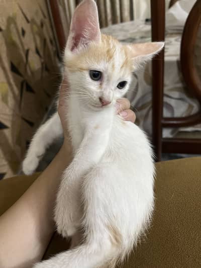 Cute white cat