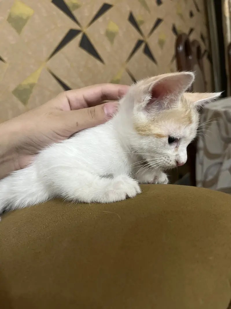 Cute white cat — photo 2