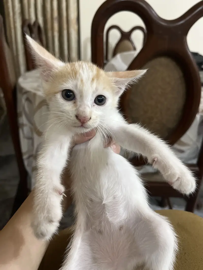 Cute white cat — photo 3
