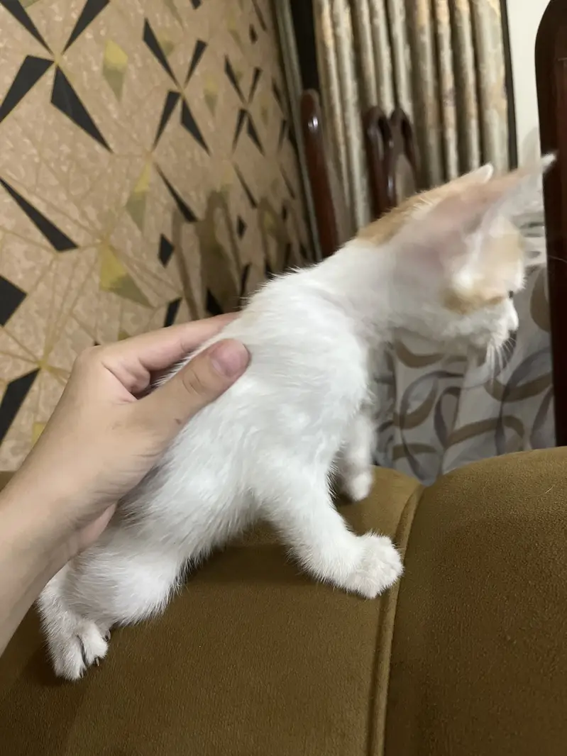 Cute white cat — photo 4
