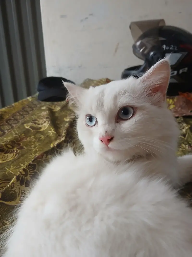 friendly cat — photo 2
