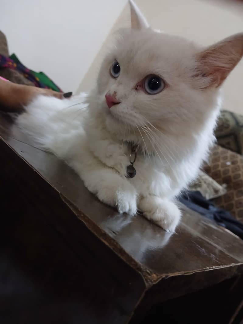 friendly cat 2