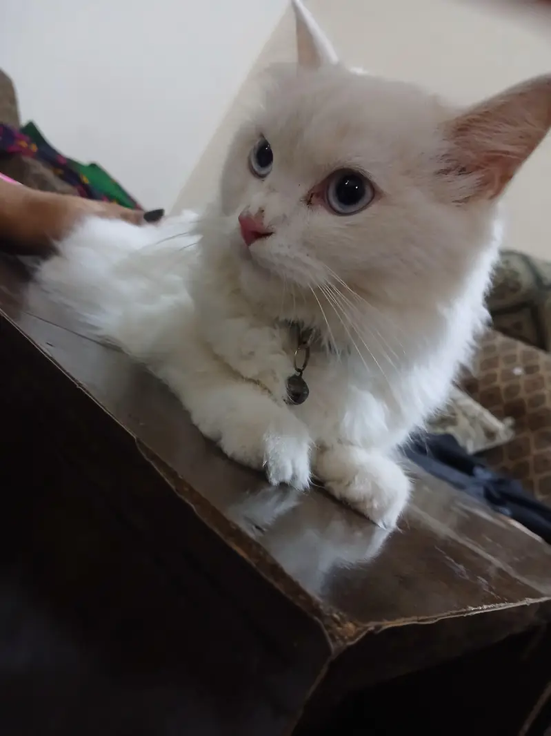 friendly cat — photo 3