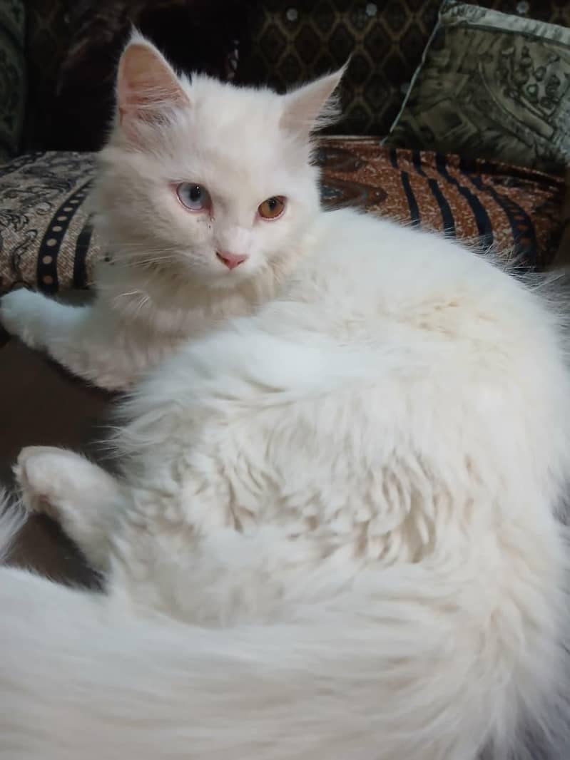 friendly cat 3