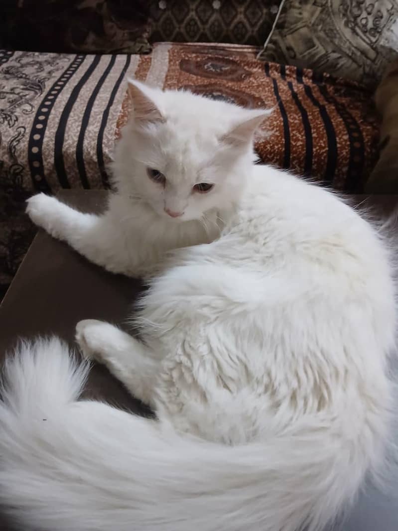 friendly cat 4