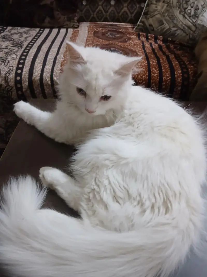 friendly cat — photo 5