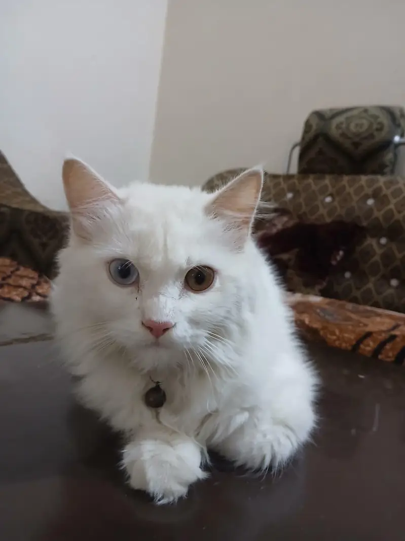friendly cat — photo 6