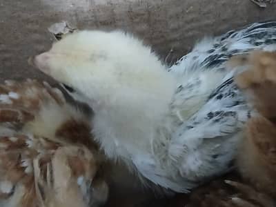 Chick for sale (urgent)