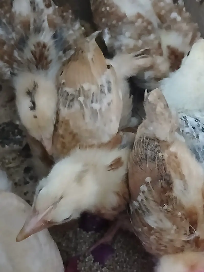 Chick for sale (urgent) — photo 2