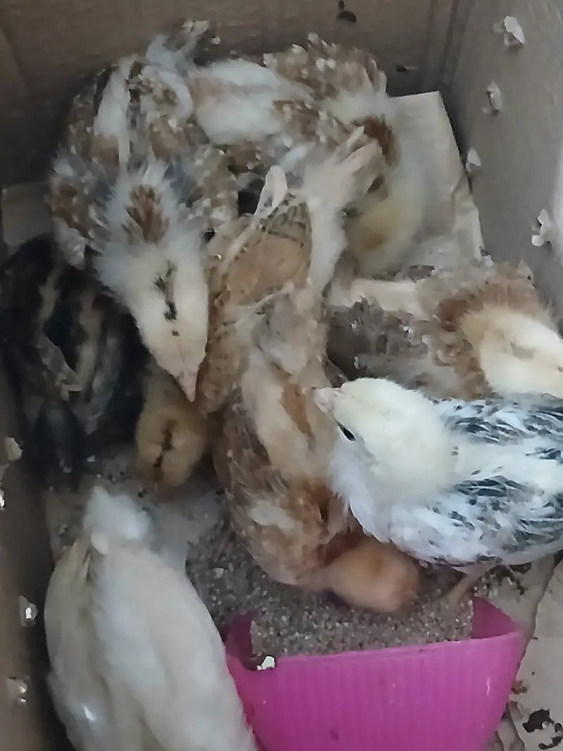 Chick for sale (urgent) — photo 3