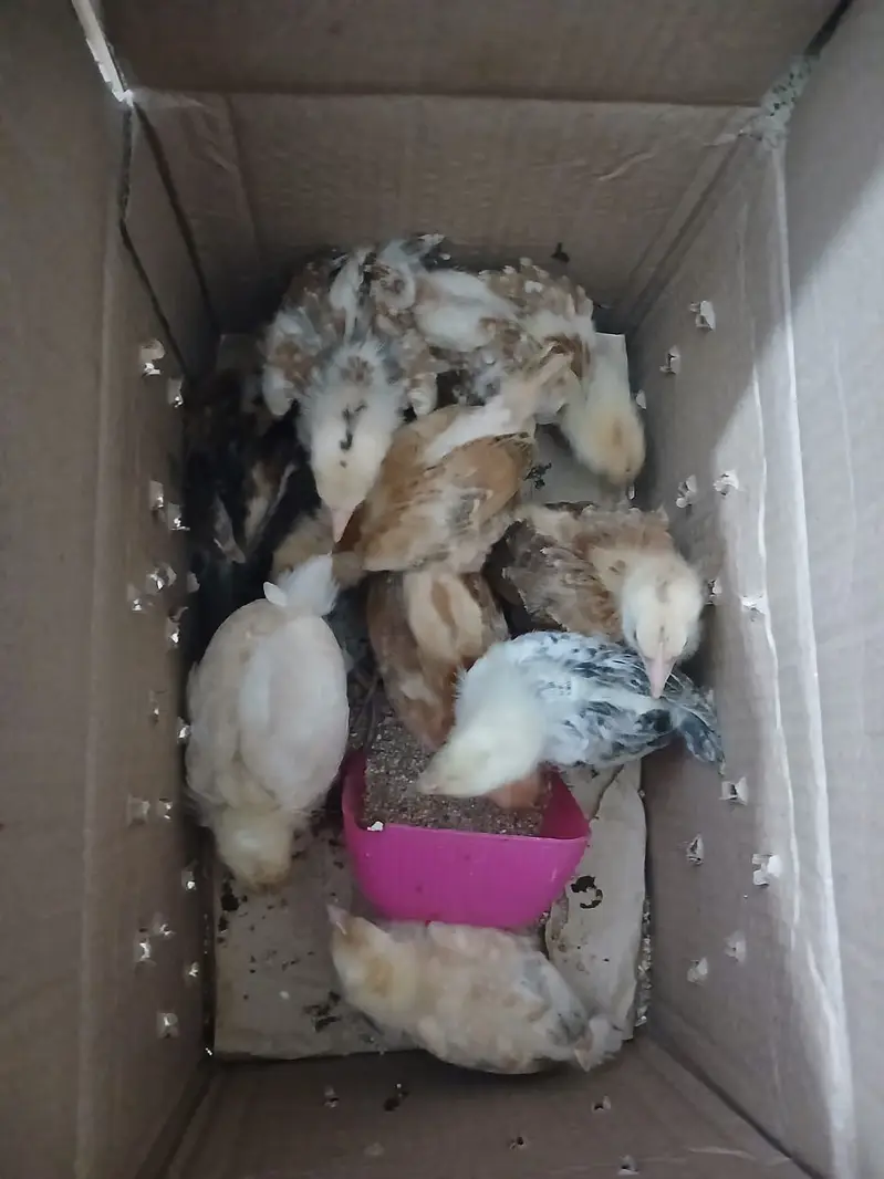 Chick for sale (urgent) — photo 4