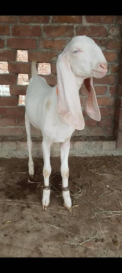 pure rajanpuri