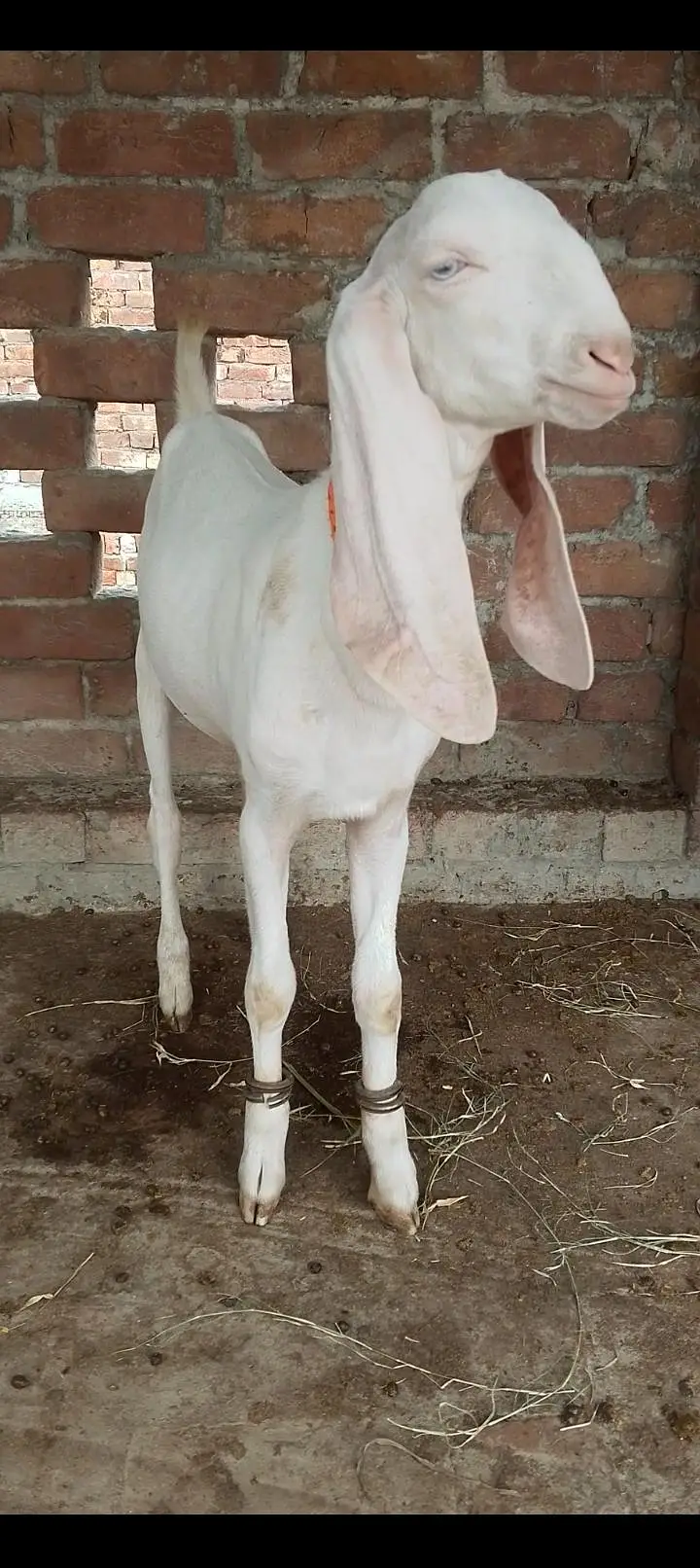 pure rajanpuri — photo 2