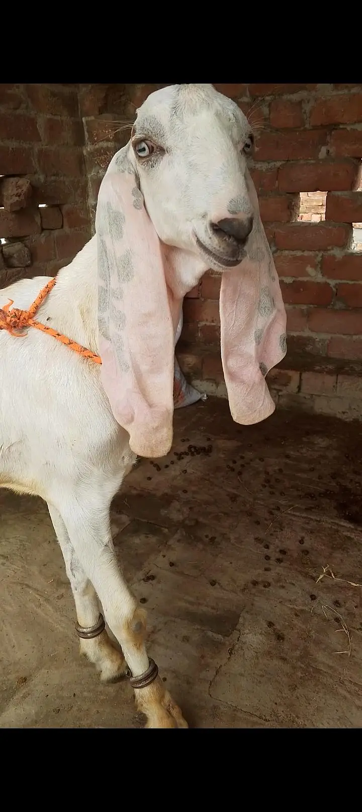 pure rajanpuri — photo 3