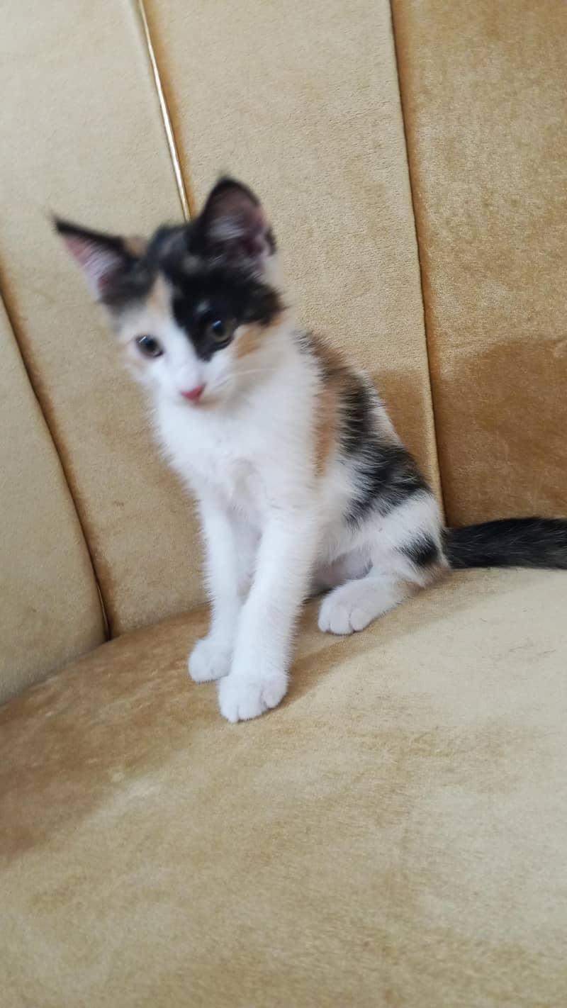 sweety 0