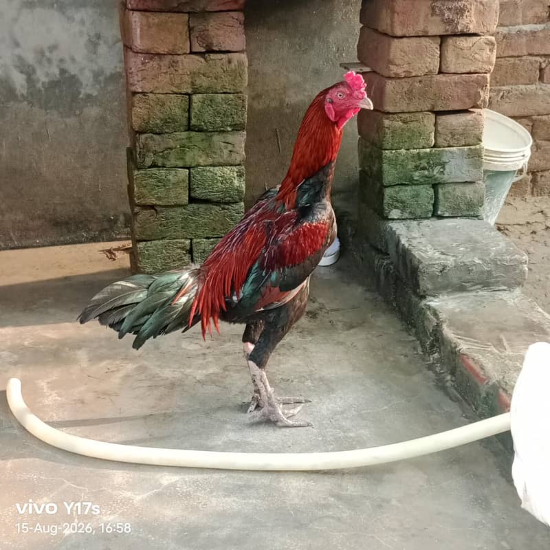 جاوا اسیل 1