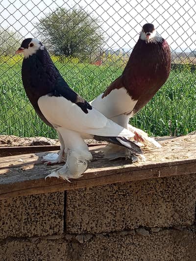 Pouter Pigeon Pair for Sale | Fancy Kabootar | gobara male