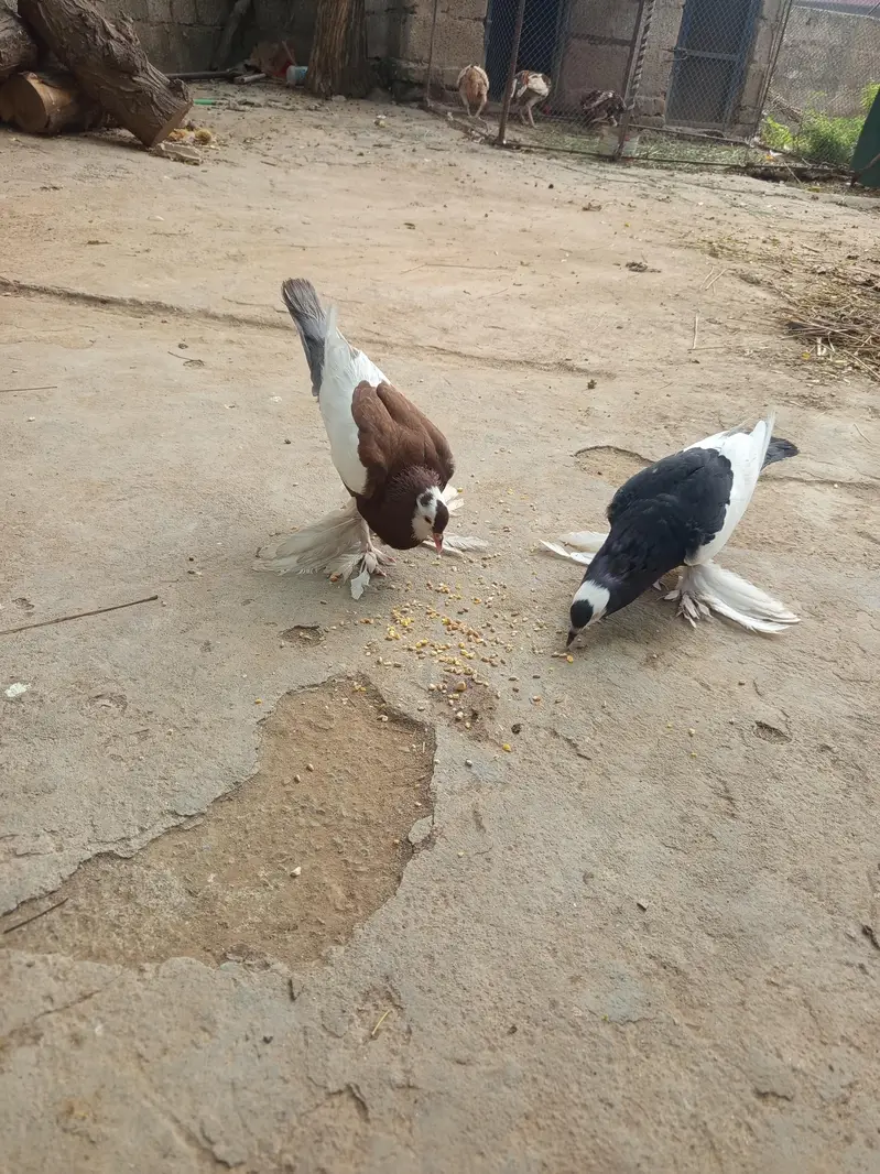 Pouter Pigeon Pair for Sale | Fancy Kabootar | gobara male — photo 2