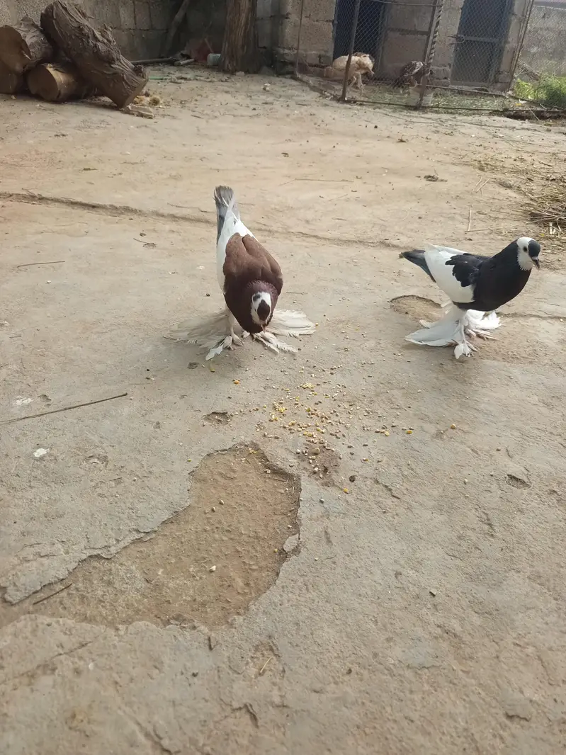 Pouter Pigeon Pair for Sale | Fancy Kabootar | gobara male — photo 3
