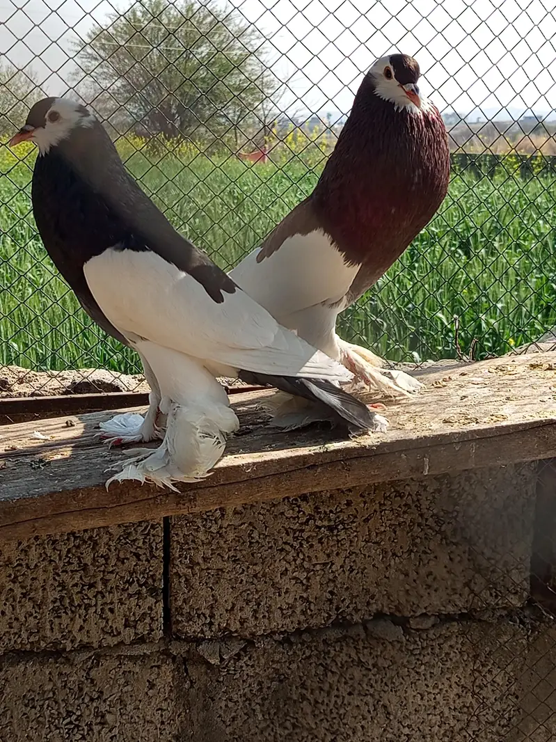 Pouter Pigeon Pair for Sale | Fancy Kabootar | gobara male — photo 4
