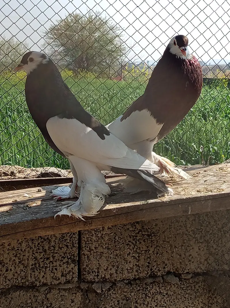Pouter Pigeon Pair for Sale | Fancy Kabootar | gobara male — photo 5