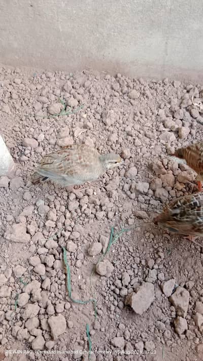 White Teetar 2 Pair