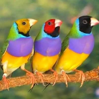 Common Gouldian breeder 3 pieces