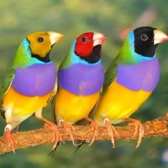 Common Gouldian breeder 3 pieces