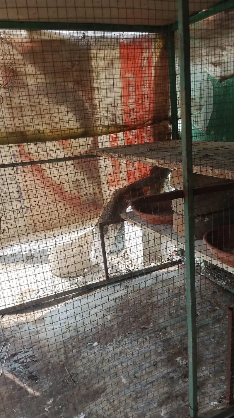 new condition ha kboter or murgio ka lia — photo 2