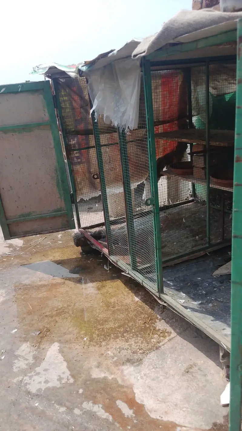 new condition ha kboter or murgio ka lia — photo 5